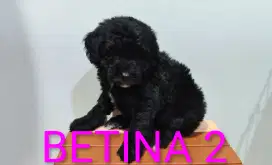 Poodle BETINA NON STAMBUM
