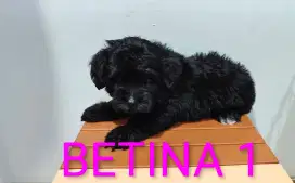 Poodle BETINA NON STAMBUM