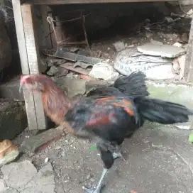 Ayam pelung jumbo