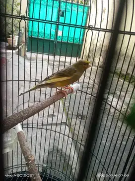 Jual kenari gacoor plus kandang l b.