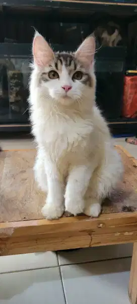 Kucing betina mix