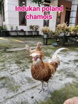 Ayam Poland chamois remaja/siap produksi