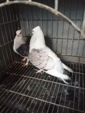 Jual burung Dara Hias Santinet Sepasang