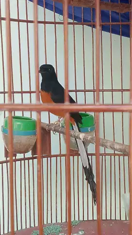 JUAL MURAI BATU MURAH SIBUK NGULI