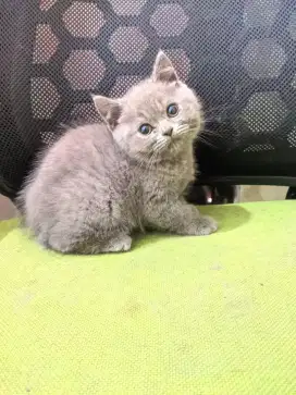 British Shorthair
