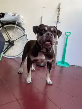 Pitbull x bulli redtan (jkt)