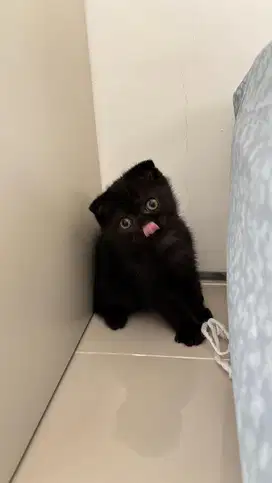 Kitten scottish Fold