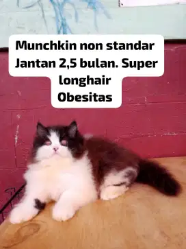 Kucing Munchkin non standar