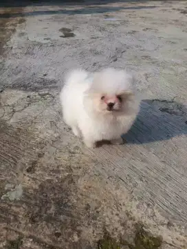 Minipom putih jantan •ELAN•