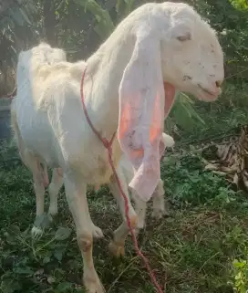 Kambing PE Senduro Anak Jantan