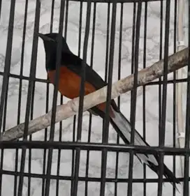 Burung murai muda hutan