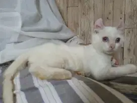 American curl jantan 3.5bln