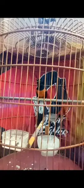 Burung murai gacor