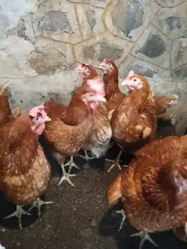 Ayam petelur sudah bertelur