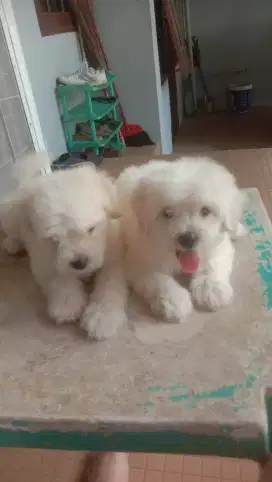 Maltese snow white 2 jantan non stb