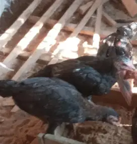 Di jual anak ayam kampung 3 ekor siapan
