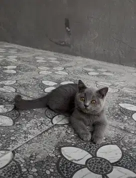 British shorthair bsh