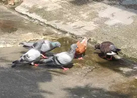 Burung merpati 2 pasang 1 bujang