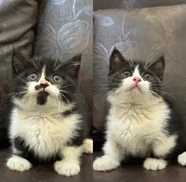 Kucing munchkin (cebol)