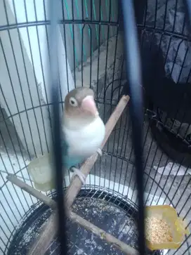 Lovebird  blues aktif