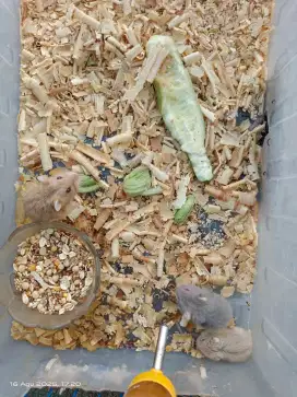 Hamster indukan dan dua anakan nya