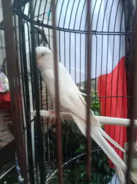 Parkit albino mata merah