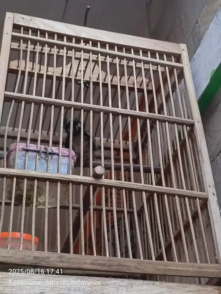 Perkutut Lokal Alam