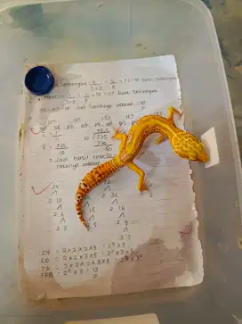 gecko promo 17an