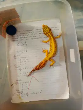 special 17an gecko