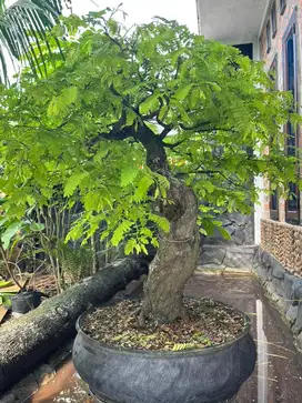 Bonsai Asem Jawa Tua
