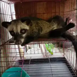 Musang pandan jantan plus kandang