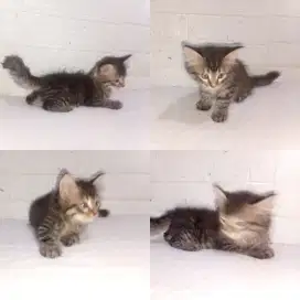 Kitten Anggora jantan 2bln