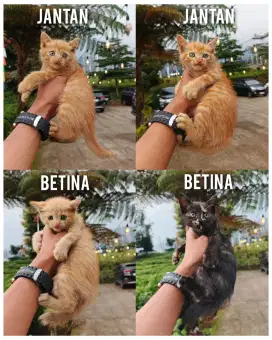 KITTEN PERSIA MIXDOME