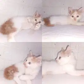 Kitten anggora 2 bulan jantan