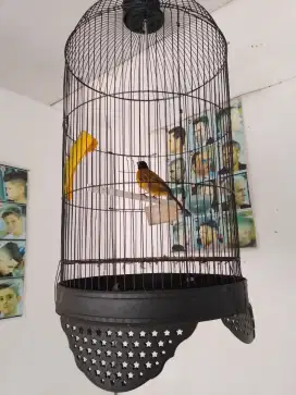Jual Murah 1 Ekor Burung Kutilang emas Gak Cacat Gacor Lngsng nyaut