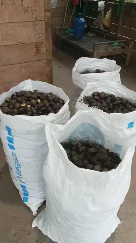 Jengkol pulen enak