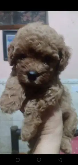 Toy poodle betina