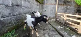 Kambing pygmi pure