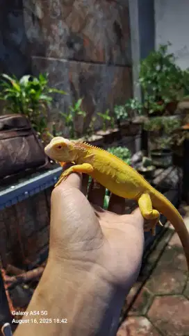 Iguana Green Albino Mulus