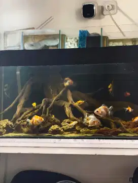 Aquarium Ikan Koki Tebal 8mm + Meja