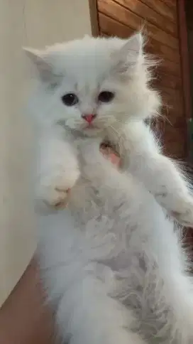 Kitten Jantan 3,5 bln
