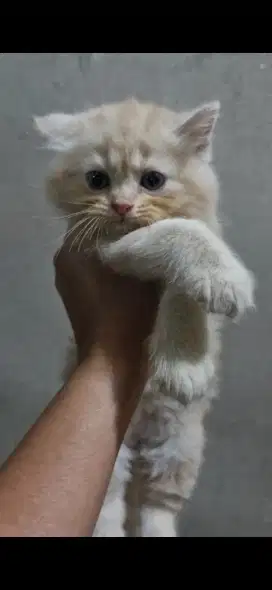 ANAK KUCING / KITTEN PERSIA 600 RIBU