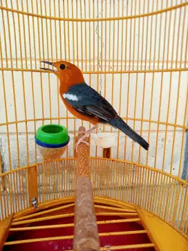 Anis merah Muda Hutan