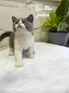 British shorthair bico blue