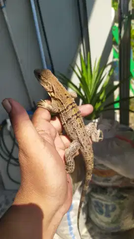 Similis iguana / ctenosaura similis