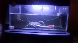 For sale Ikan Red tail catfish dan leopard catfish + bonus Kaviat