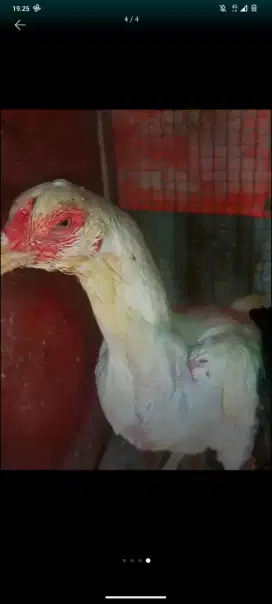 Ayam biang bangkok phakoy