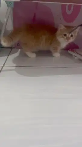 Kucing Munchkin minuet