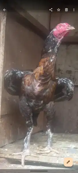 Ayam Bangkok biangan