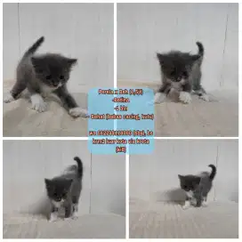 Persia x Bsh (Betina)